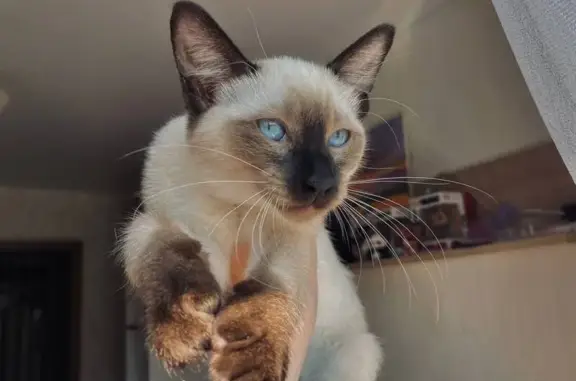 Кошки потеряшки, Заречный, фото: Потеряшка кошка, ул. Алещенкова, 10, Заречный