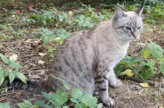 Пропала кошка в районе Растущего, звоните!