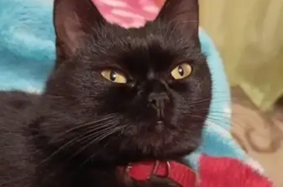 Кошки потеряшки, , фото: Потеряшка кошка, ул. Мичурина, 108