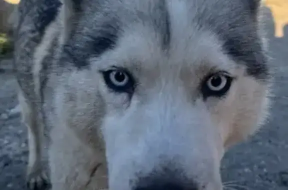 Найдена собака, Пенза, фото: Найдена хаски, Арбеково, Онежская 11