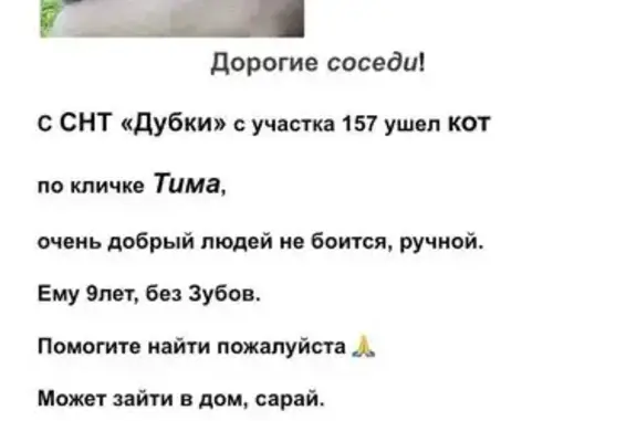 Пропал кот Тима, ул. Жукова, 8, Наро-Фоминск