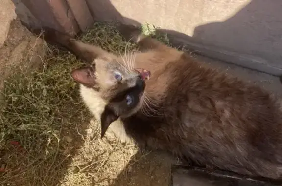 Найдена кошка, ул. Юрия Гагарина, 26, Уфа