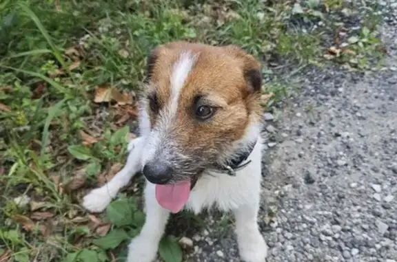 Найдена собака, , фото: Найдена собака: Хлебороб, Краснодарский край