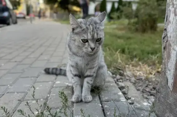 Кошка найдена: Подсосенский пер., 8А с2, Москва