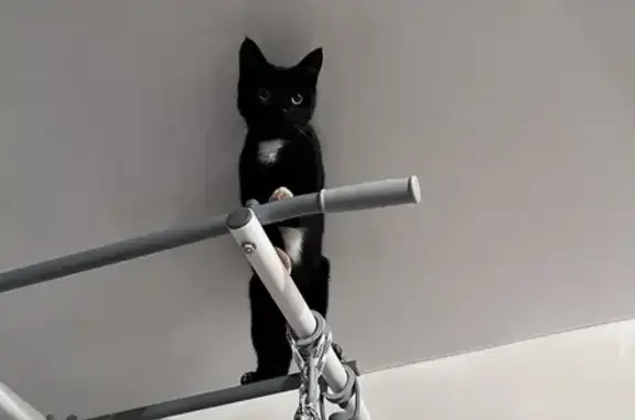 Кошки потеряшки, Сосновка, фото: Потеряшка кошка Лаки, 5 лет, Сосновка