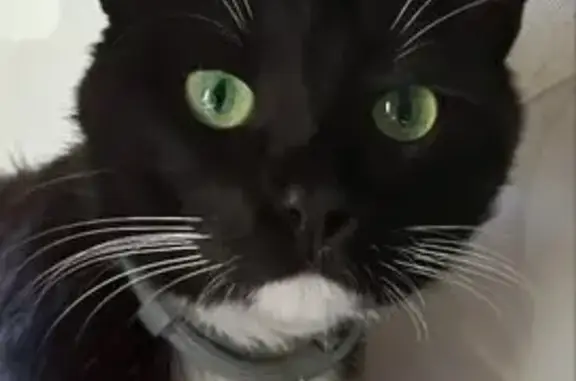 Потерянные животные Пенза, фото: Пропала кошка, Набережная реки Мойки, 7