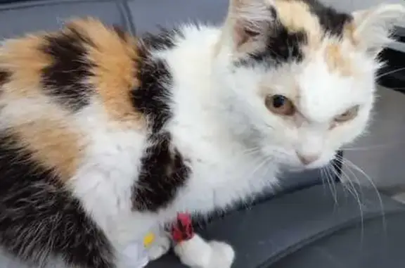 Кошки потеряшки, Моряковское, фото: Потеряшка кошка у с. Половинка, Моряковское СП