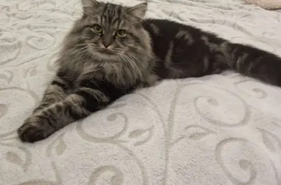 Объявления о пропавших и найденных животных, Липецк, фото: Пропал кот Мурзик, ул. Барабанщикова, Липецк