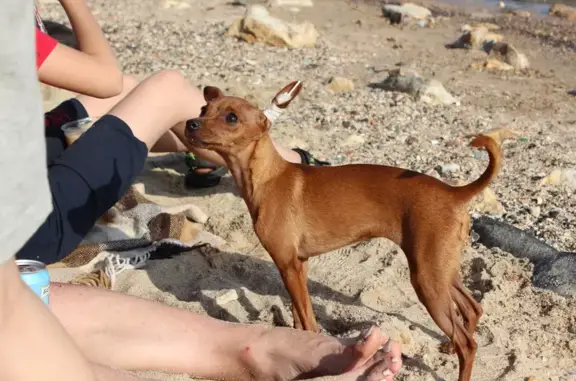 Собаки потеряшки, Павло-Очаково, фото: Потеряшка рыжая собака, Солнечная ул., 7