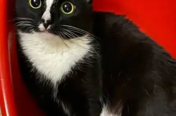 Кошки потеряшки, Заречный, фото: Потеряшка кошка, Уральская ул., 24, Заречный