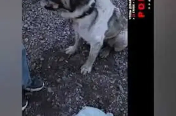 Найдена собака, , фото: Собака найдена: Карагандинская Г.А.