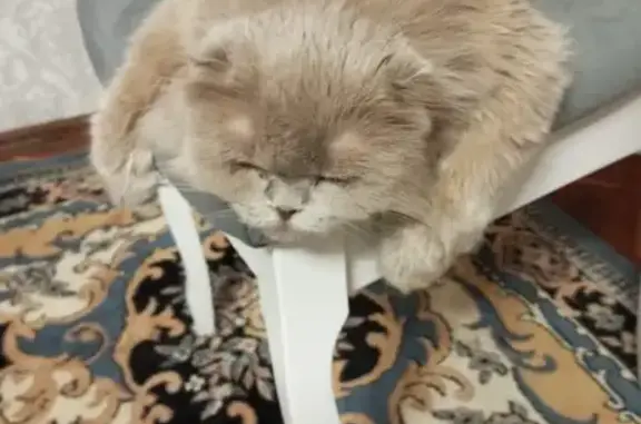 Кошки потеряшки, , фото: Потеряшка кошка, Кузнецк, Пензенская обл.