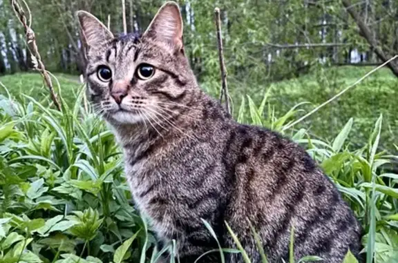 Пропал кот Тайсон, Соминка, 63, Тверь