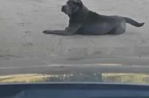 Найдена собака, Ильевка, фото: Собака в Ильевке, Приканальный пер., 7