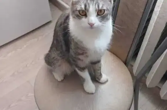 Кошки потеряшки, Оричи пгт., фото: Потеряшка кошка, Оричи, Юбилейная 7А