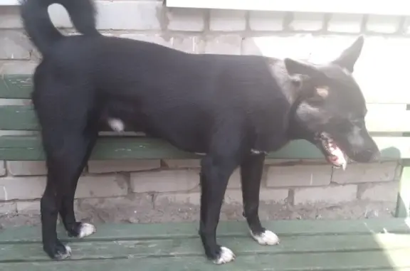 Собаки потеряшки, Курск, фото: Потеряшка собака на 5-й Стрелецкой, Курск