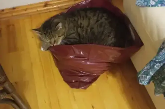 Кошки потеряшки, Емельяново, фото: Потеряшка котик, Емельяново, Зелёная ул, 5