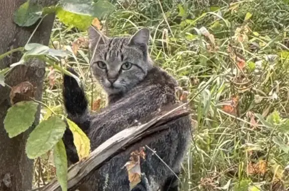 Найдена кошка, Москва