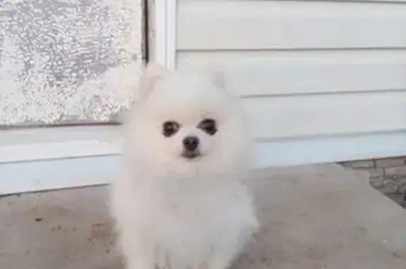 Найдена собака, Киров, фото: Найдена собака: Пасегово, Кировская обл.