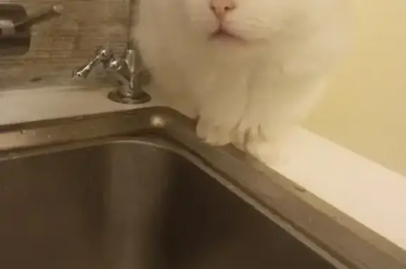 Кошки потеряшки, , фото: Потеряшка кошка, Лосино-Петровский МО