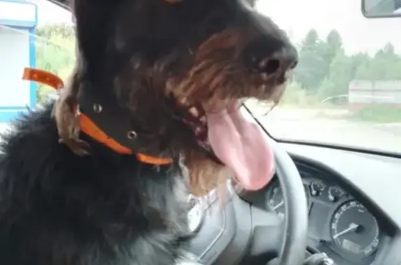 Собаки потеряшки, Зеленоборский, фото: Потеряшка собака в Зеленоборском