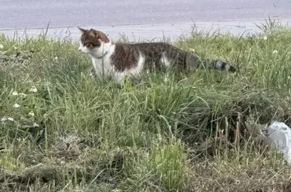 Найдена кошка, Екатеринбург