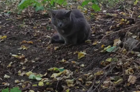 Найдена кошка, Москва