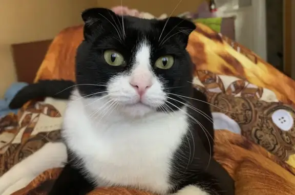 Кошки потеряшки, , фото: Потеряшка кошка, ул. 7 Ноября, 56, Мичуринск