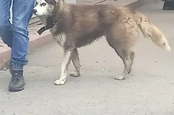 Найдена Хаски, Октябрьский проспект, Кемерово