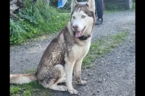 Собаки потеряшки, Михайловский, фото: Потеряшка хаски Мила, СНТ Ритм, 2-я линия
