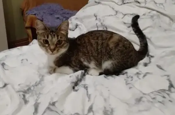 Потерянные животные Тверь, фото: Пропала кошка, ул. Виноградова, 9, Тверь