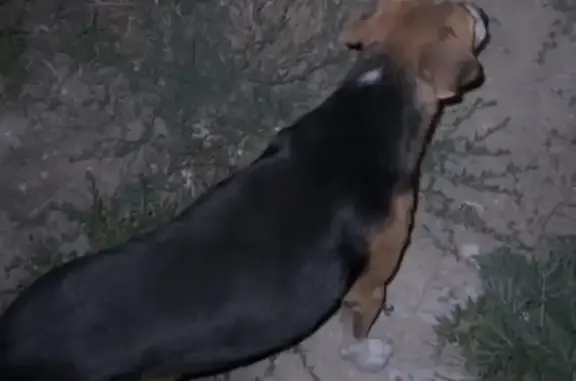 Собаки потеряшки, Супсех, фото: Потеряшка собака, ул. Терешковой, 100, Супсех