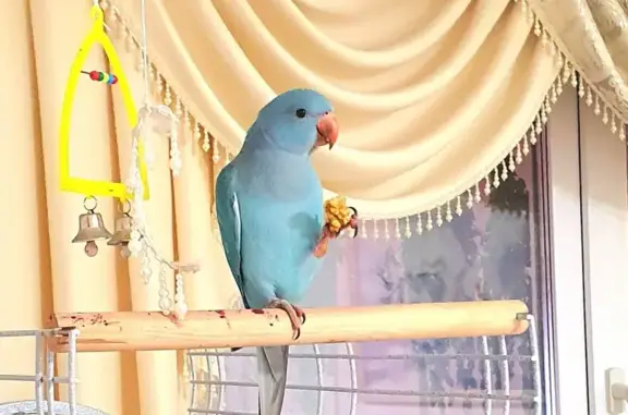 Пропал голубой попугай, Пермь, Пермский край