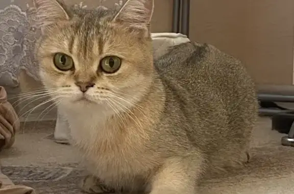 Кошки потеряшки, Владивосток, фото: Потеряшка кошка, 100-летия Владивостока, 51