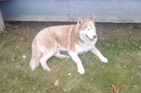 Хаски найден у д. Остахново, Ленинский пер., 8 - photo