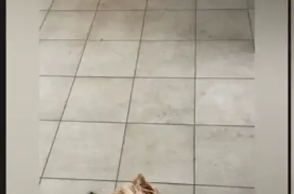 Собаки потеряшки, Курск, фото: Потеряшка собака, ул. Пигорева, 9, Курск