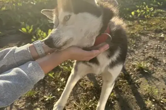 Найдена собака, , фото: Найдена хаски на Берсеневке, 30