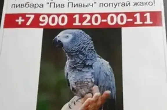 Потерянные животные Шахты, фото: Пропал попугай, Садовая ул., 26, Шахты