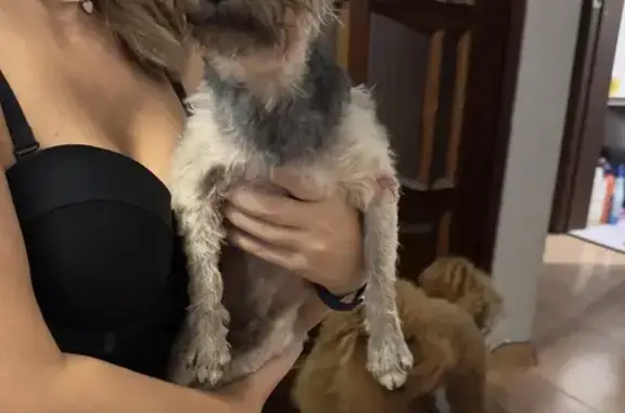 Найдена собака, Волгоград, фото: Найдена собака у остановки 7-я площадка, Волгоград