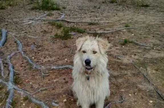 Найдена собака, , фото: Собака найдена на «Скандинавии», Красносельское