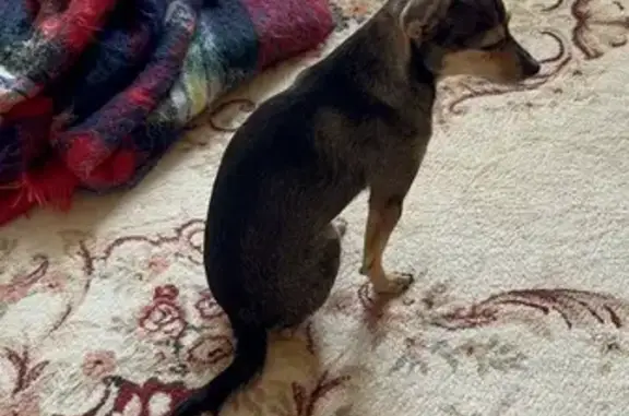 Найденные животные Нижняя Павловка, фото: Найдена собака, Советская ул. 23, Павловка