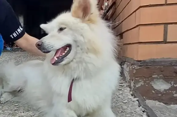 Собаки потеряшки, Липецк, фото: Потеряшка собака, Коттеджная ул., 5, Липецк