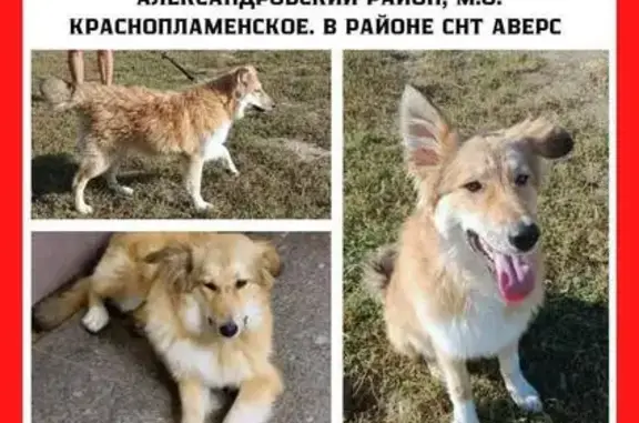 Найдена собака: Ярославское шоссе, Сергиев Посад