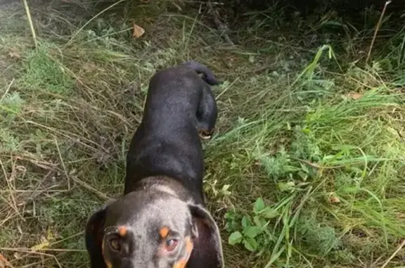 Найдена собака, Сакмарский сельсовет, фото: Найдена такса, Сакмарский с/с, Оренбуржье