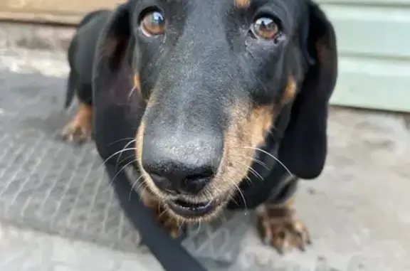 Собаки потеряшки, Куюк-Ерыксинское, фото: Потеряшка собака Джек, Куюк-Ерыксы, Татарстан