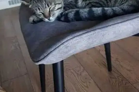 Найденные животные Тверь, фото: Найдена кошка: ул. Мичурина 10, Тверь