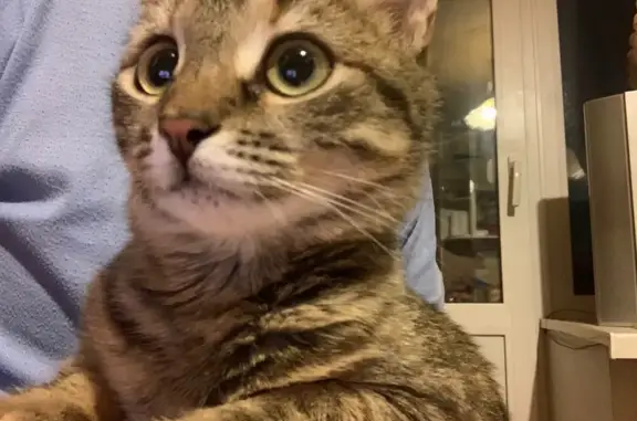 Объявления о пропавших и найденных животных, Ганино, фото: Пропала кошка, Ганино, Центр. ул., 3