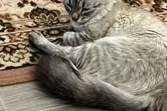 Найдена кошка, железнодорожной станции Высокая Гора, фото: Найдена кошка на ул. Чернышевского, Высокая Гора