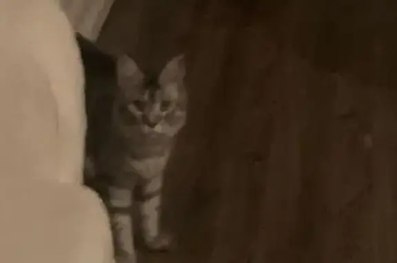 Найденные животные Тверь, фото: Найдена кошка, ул. Склизкова, 100, Тверь