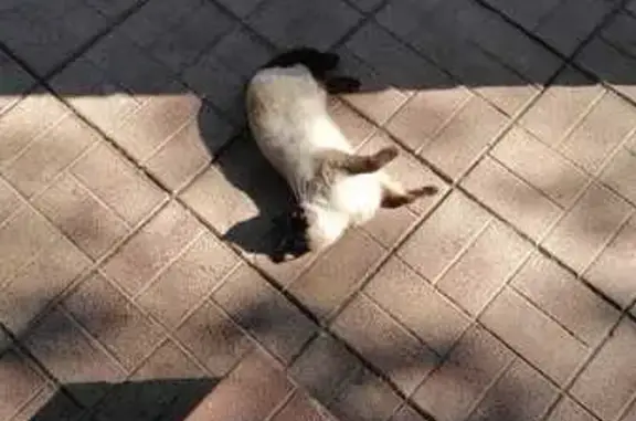 Кошки потеряшки, , фото: Потеряшка кошка Алиса, Старое Село, дом 37